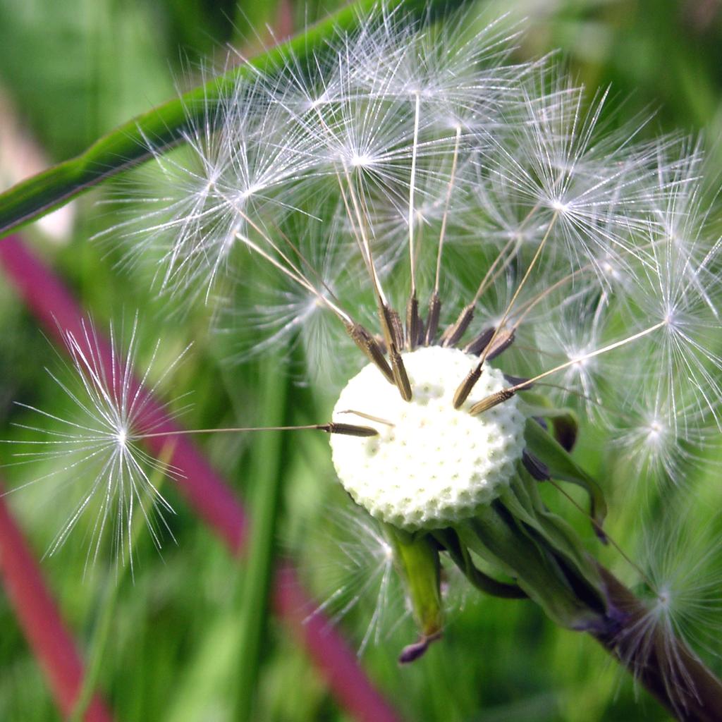 Loewenzahn natur