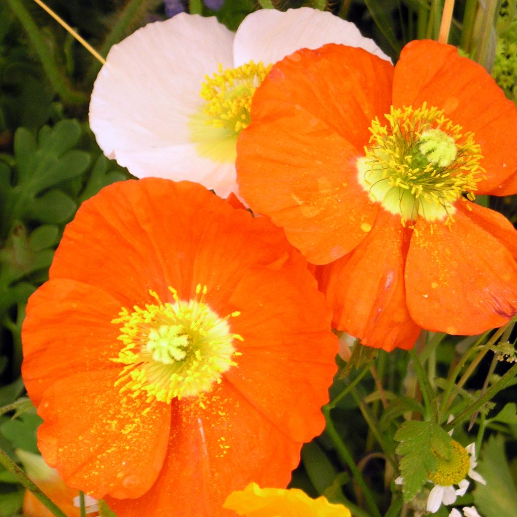 Orange dreier