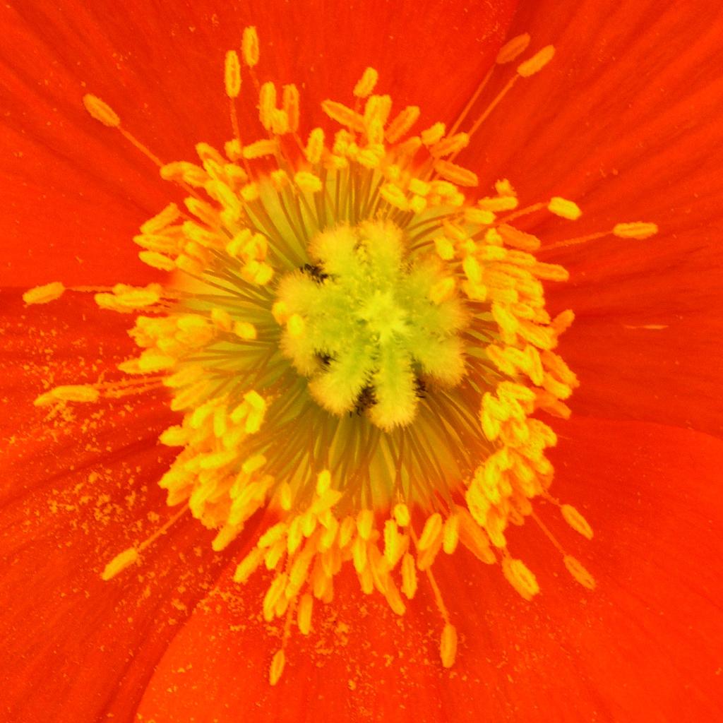 Pollen nah