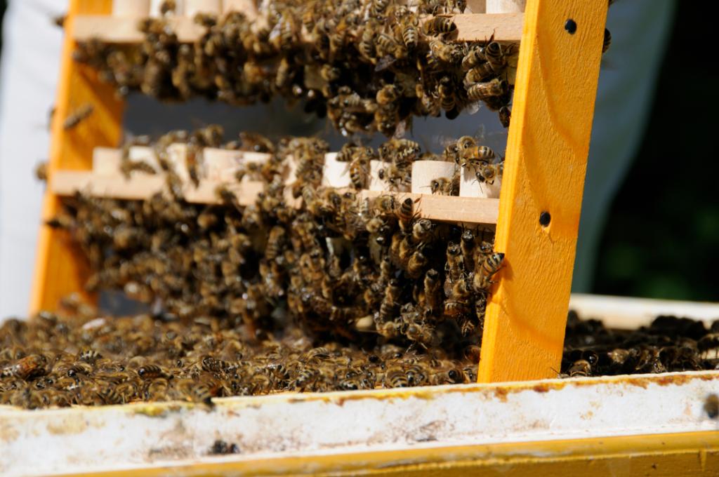 Weiselnäpfchen werden zu Königinnen gepflegt