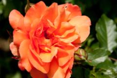 DSC 1556  (c) Oskar Narten