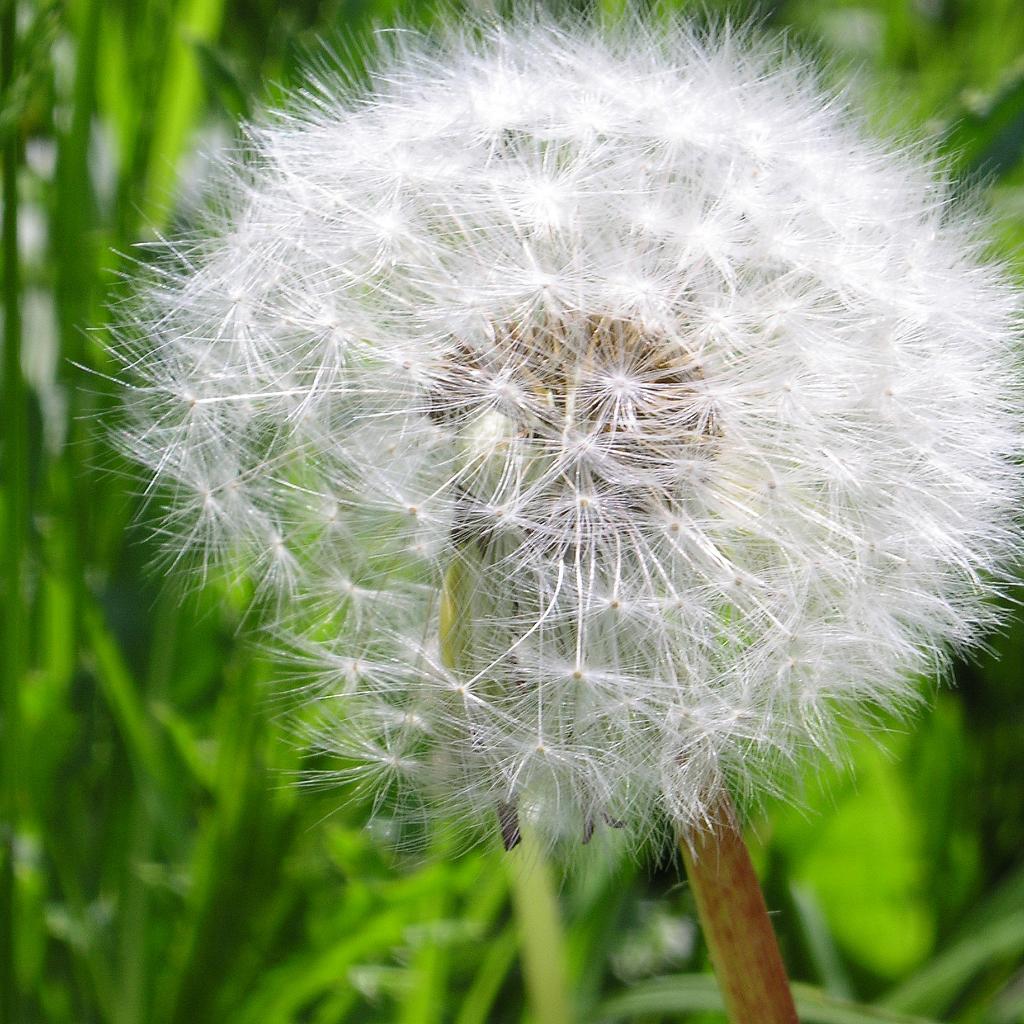 Loewenzahn ganz natur