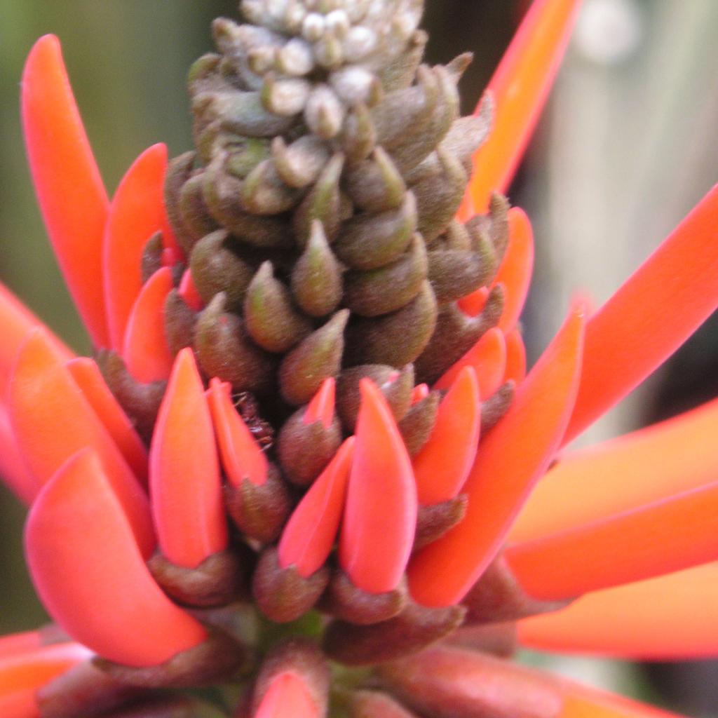 MacroBlumeRot ausschnitt