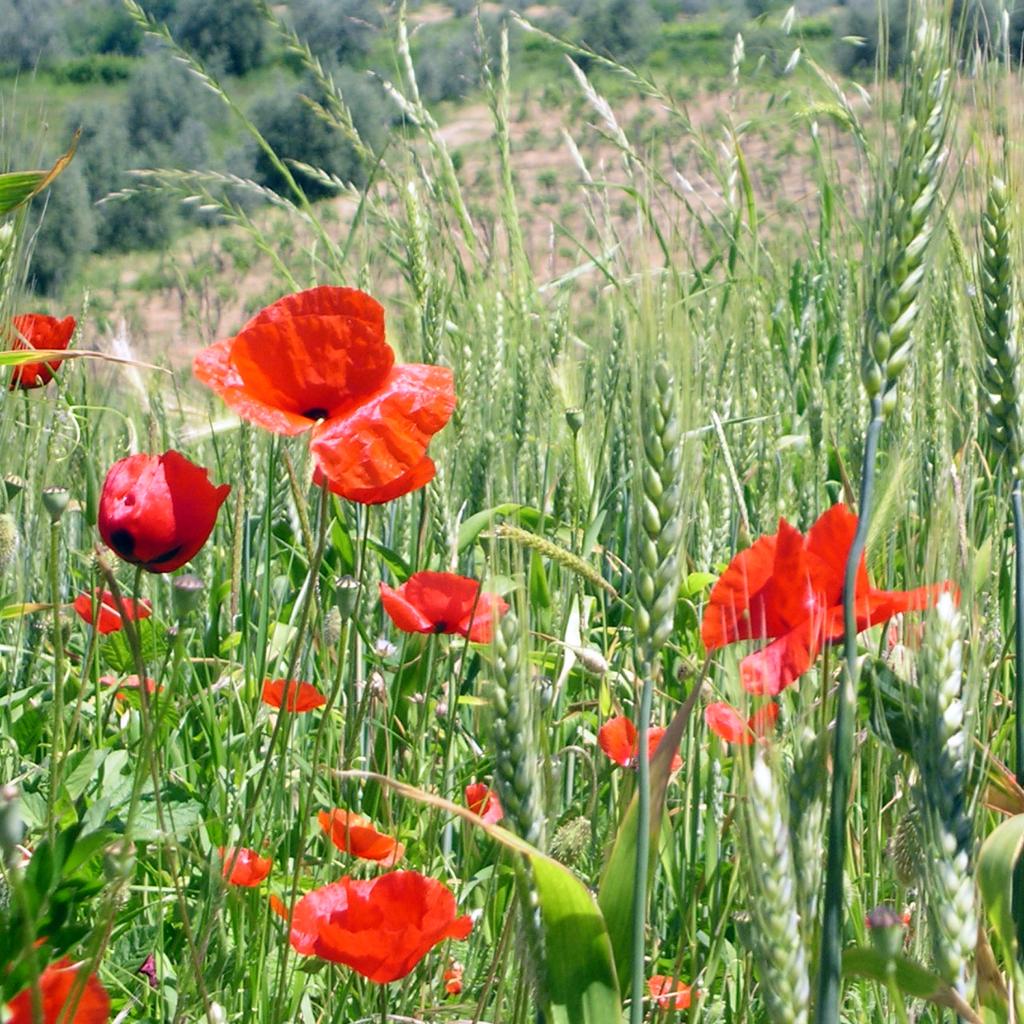Mohn weit