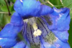 Enzian  MINOLTA DIGITAL CAMERA