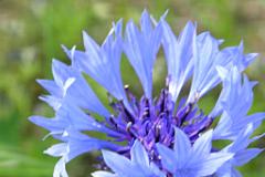 Kornblume ganz natuerlich  MINOLTA DIGITAL CAMERA