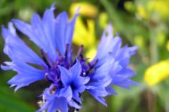 Kornblume natuerlich  MINOLTA DIGITAL CAMERA