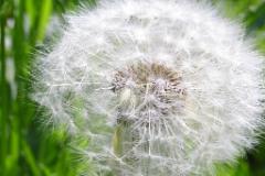 Loewenzahn ganz natur  MINOLTA DIGITAL CAMERA