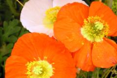 Orange dreier  MINOLTA DIGITAL CAMERA