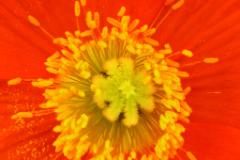 Pollen nah  MINOLTA DIGITAL CAMERA