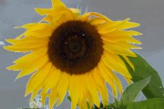 Sonnenblume freigestellt  MINOLTA DIGITAL CAMERA