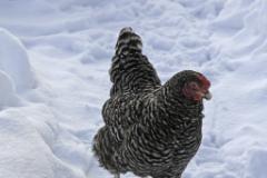 Else  (c) Oskar Narten