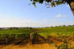 Brunello di Montalcino